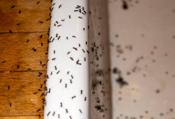 Best Insect Control  in Rainier, OR