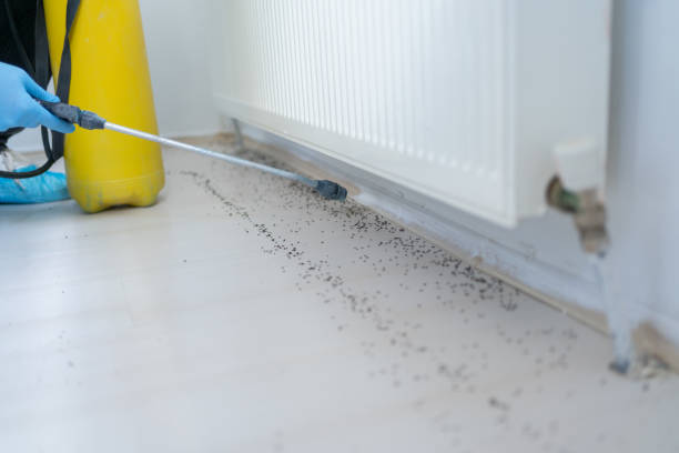 Best Wasp Removal Services  in Rainier, OR